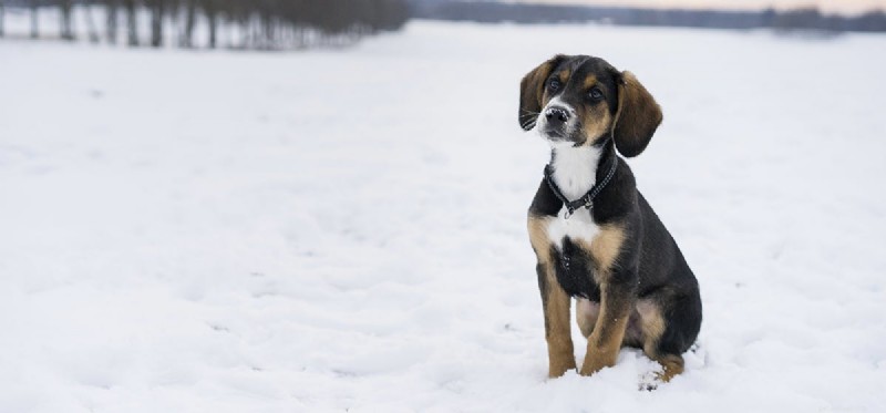 犬は喜びを感じることができるか?