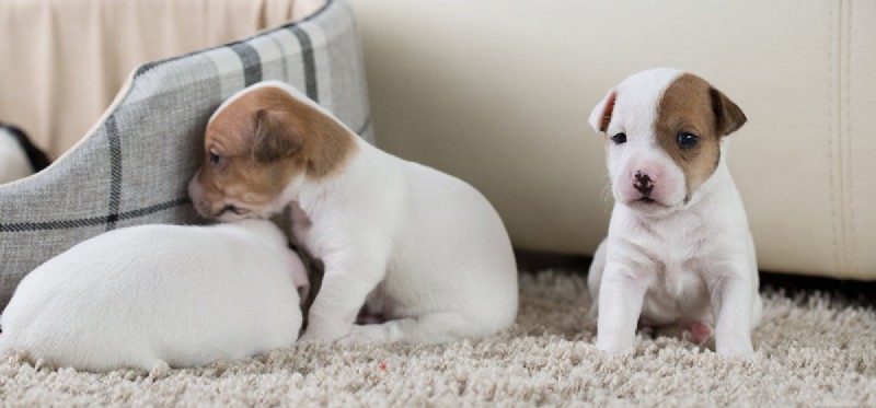 Os cães podem se sentir substituídos?