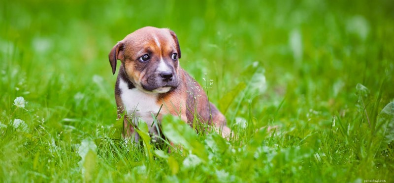 犬は怖がる?