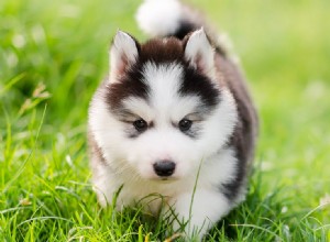 犬は自意識を感じることができますか?