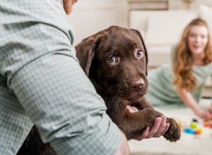 犬は恥を感じることができますか?