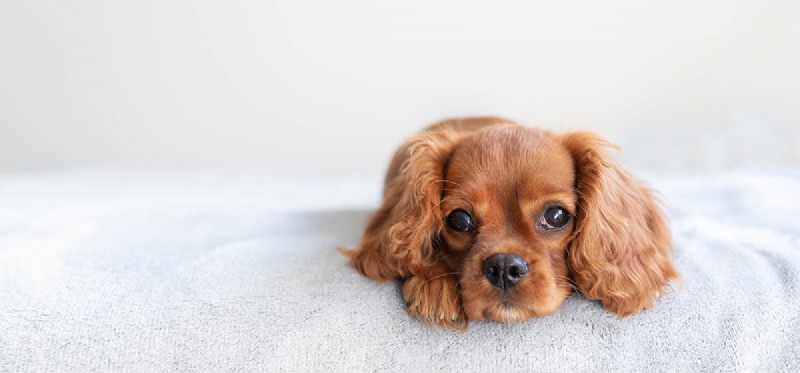 Os cães podem sentir-se mal após as injeções?