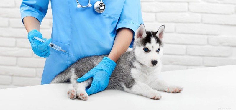 Les chiens peuvent-ils se sentir malades après les injections ?