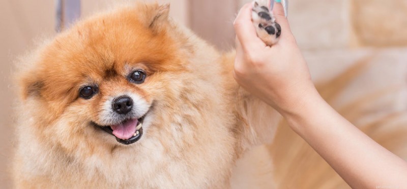 Os cães podem sentir suas unhas?
