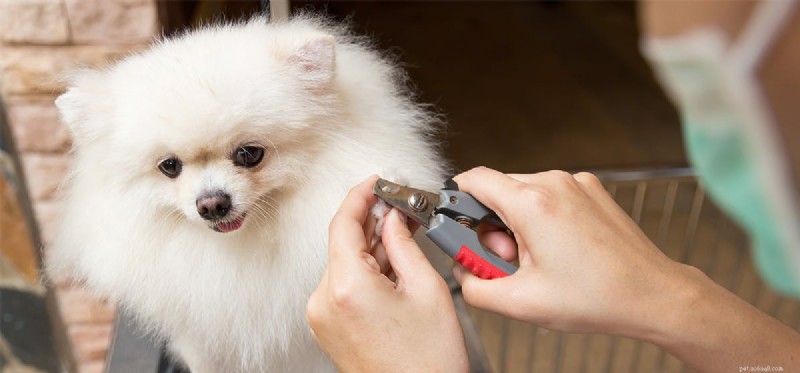 Kunnen honden hun nagels voelen?