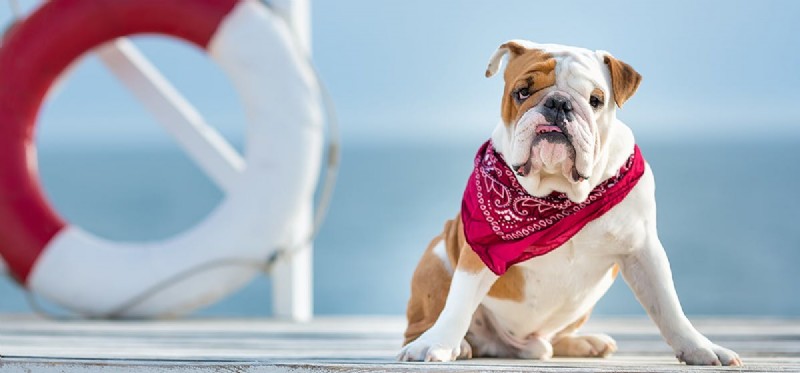 Les chiens peuvent-ils sentir leur peau ?