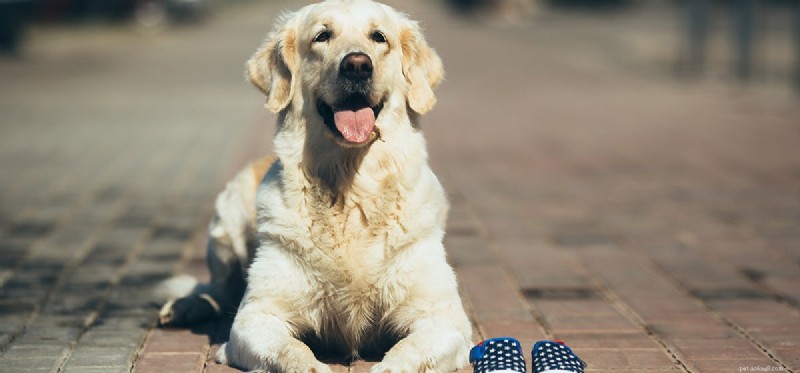 Os cães podem sentir suas almofadas?