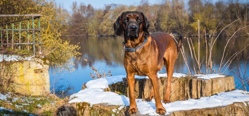 Les chiens peuvent-ils sentir leur peau ?