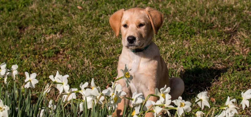 Les chiens peuvent-ils sentir leur peau ?