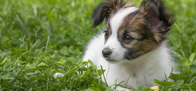 Kunnen honden het verlies van een dierbare voelen?