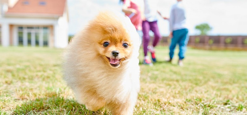 Os cães podem sentir quando são amados?