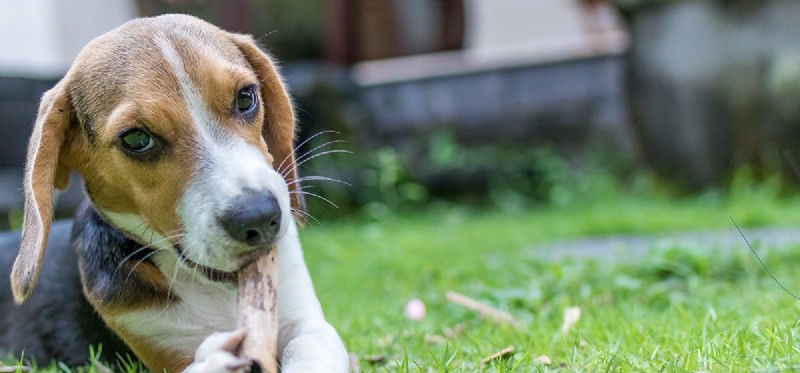 Kunnen honden voelen wanneer je hun snorharen afsnijdt?