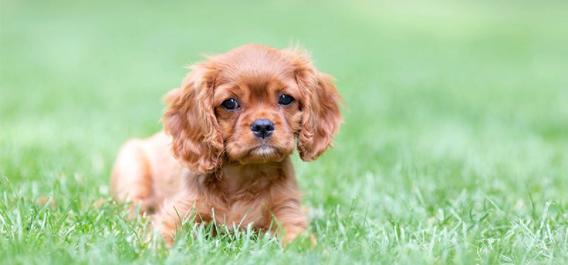 Os cães podem sentir sua ausência?