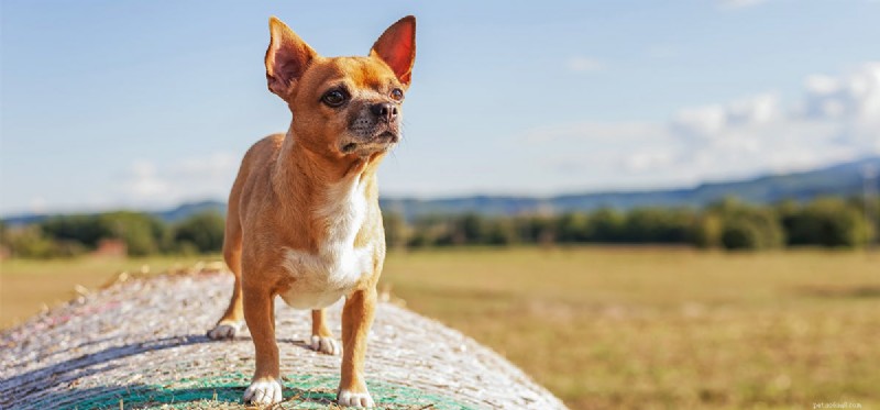 Kunnen honden uw afwezigheid voelen?