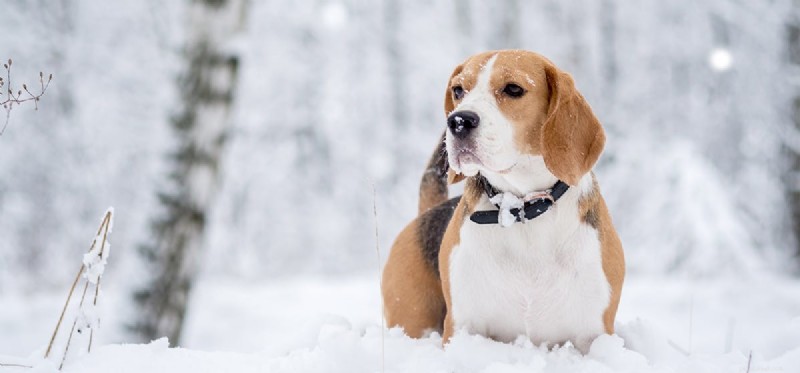 Můžou psi dostat rýmu?