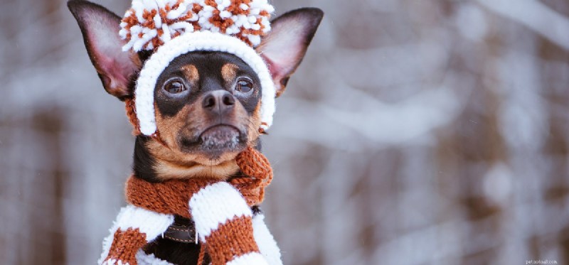 I cani possono prendere il raffreddore?