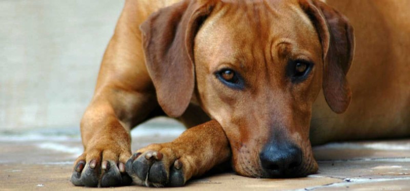 개가 향수병에 걸릴 수 있습니까?