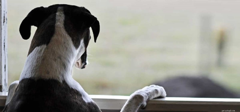 Os cães podem sentir saudades de casa?