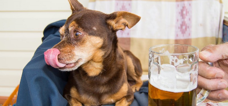 Os cães podem consumir álcool?