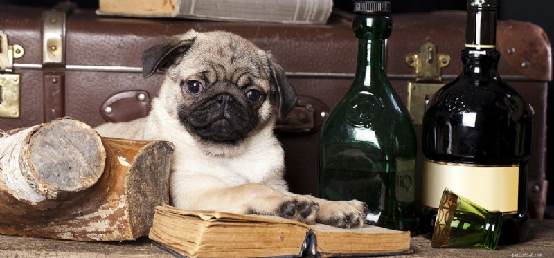 Můžou psi pít alkohol?