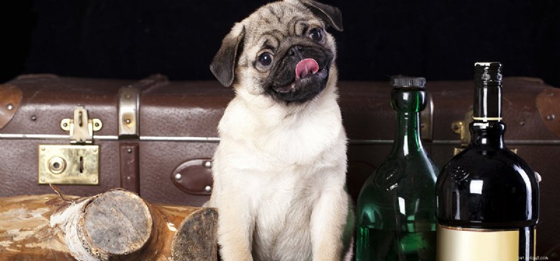 Kunnen honden alcohol gebruiken?