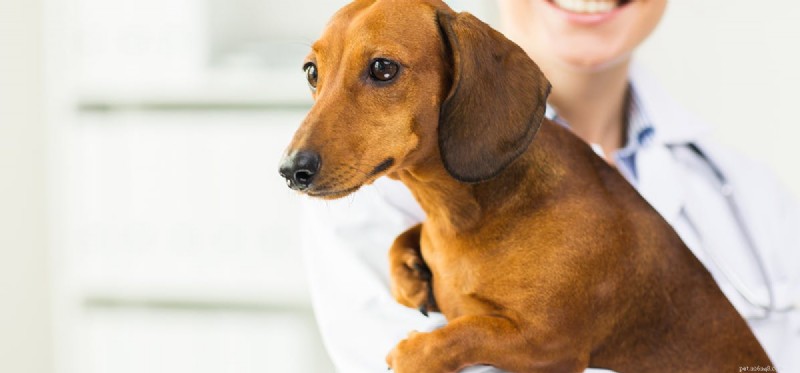 Можно ли собакам принимать оксикодон?