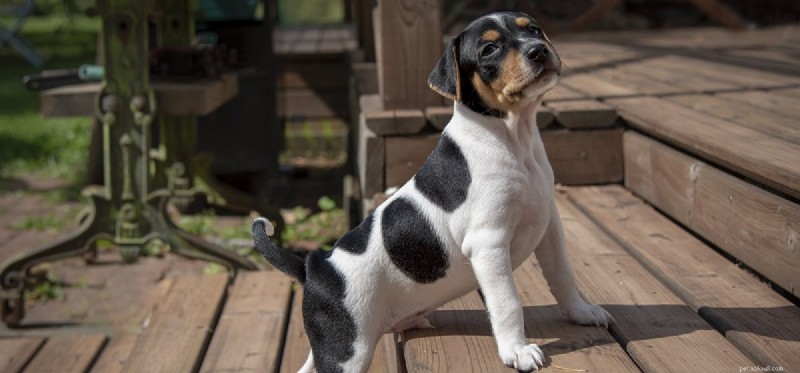 Os cães podem ouvir 20.000 Hz?