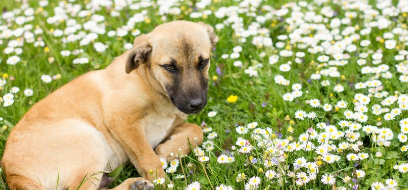 Les chiens peuvent-ils entendre 20 000 Hz ?