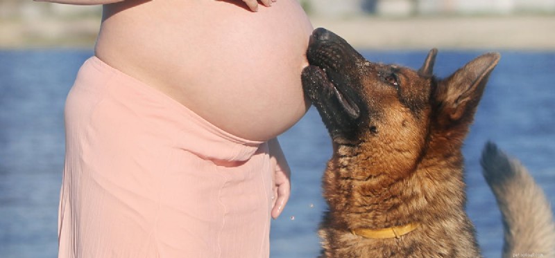 Os cães podem ouvir um bebê no útero?
