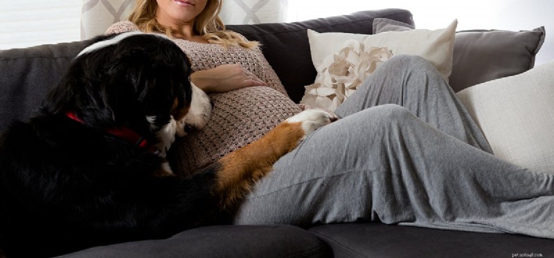 Slyší psi miminko v děloze?