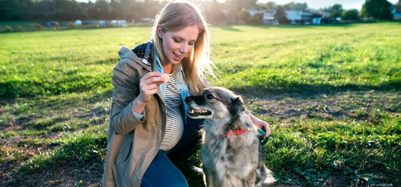 Les chiens peuvent-ils entendre un fœtus ?