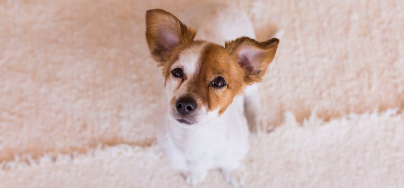 Les chiens peuvent-ils entendre un fœtus ?