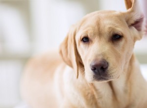 Могут ли собаки слышать после удаления уха?