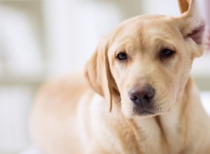 耳の切除後、犬は聞こえますか?