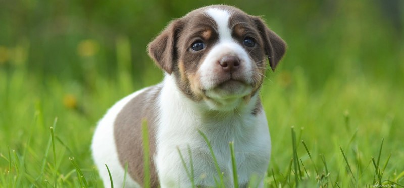 Os cães podem ouvir a uma milha de distância?