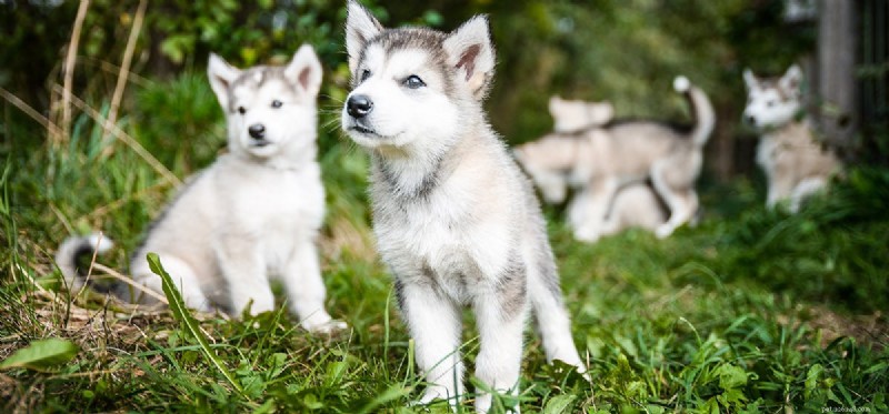 I cani possono sentire un miglio di distanza?