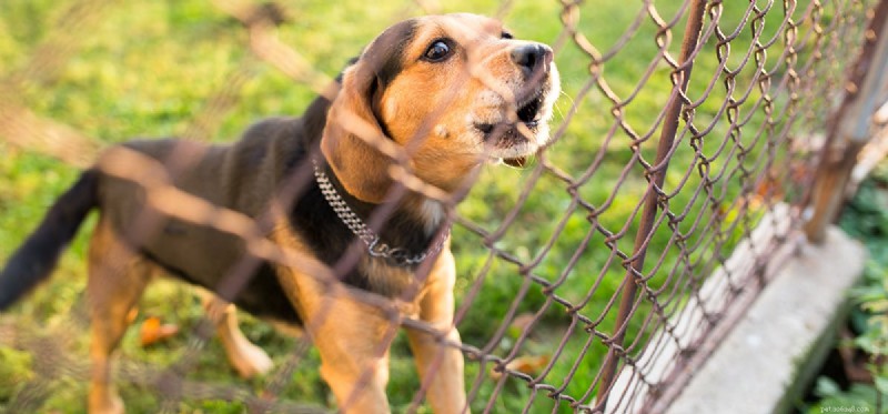Os cães podem ouvir uma cerca elétrica?