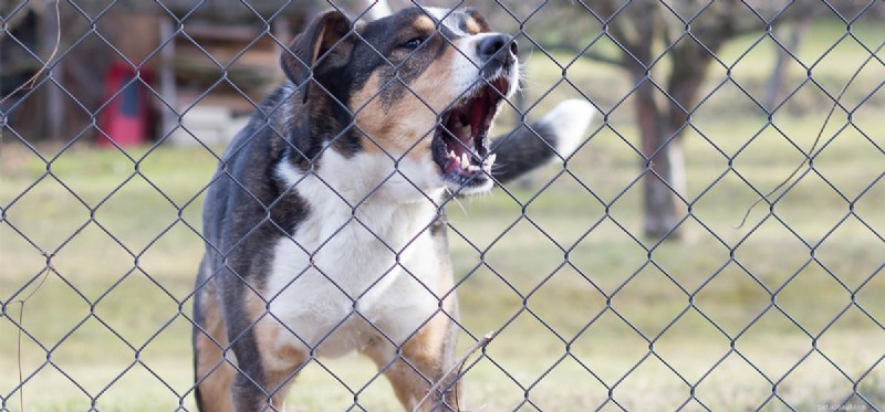 I cani possono sentire un recinto elettrico?