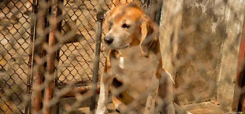 I cani possono sentire un recinto elettrico?