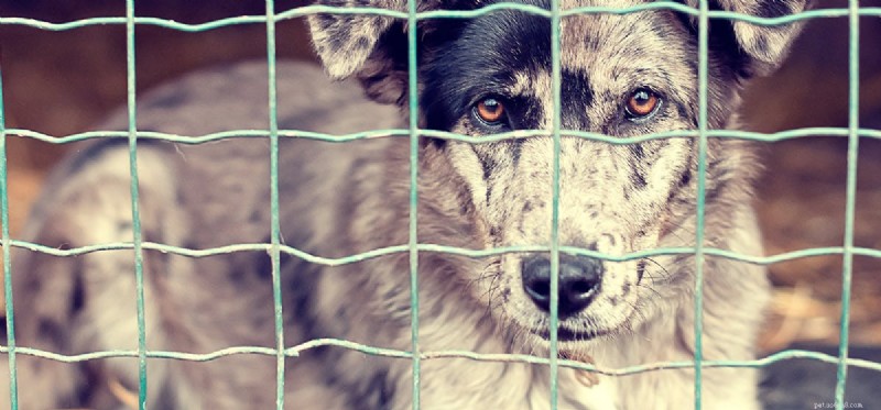 Os cães podem ouvir uma cerca elétrica?