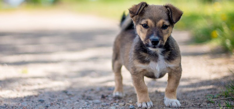 犬はコウモリの反響定位を聞くことができますか?