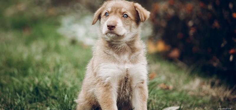 Os cães podem ouvir a ecolocalização dos morcegos?