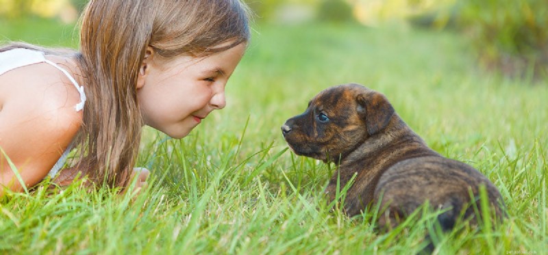 Mohou psi slyšet lépe než lidé?