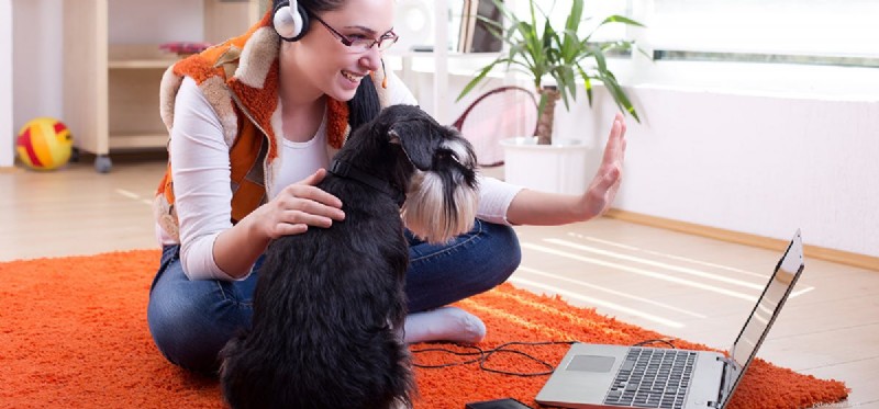 Os cães podem ouvir FaceTime?