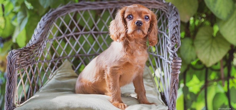 Kunnen honden dolfijnen horen?