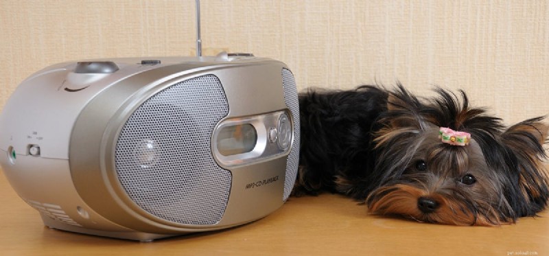 Os cães podem ouvir sons de alta frequência?
