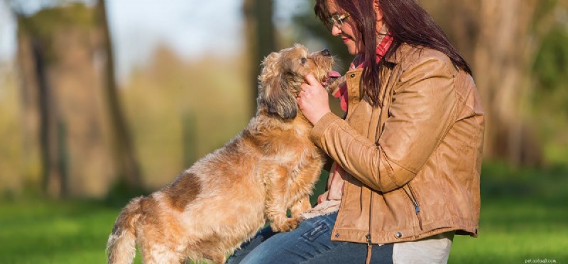 Могут ли собаки слышать человеческие голоса?