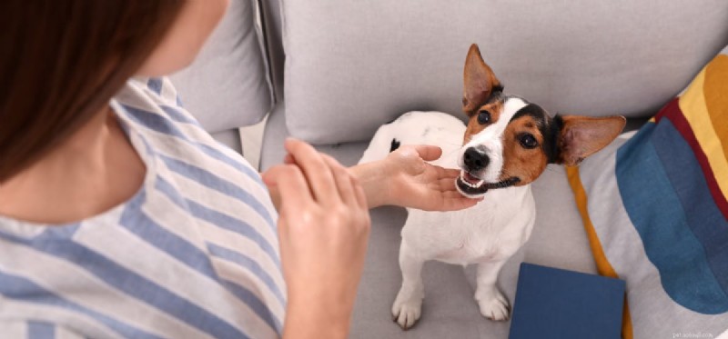 Slyší psi lidské hlasy?