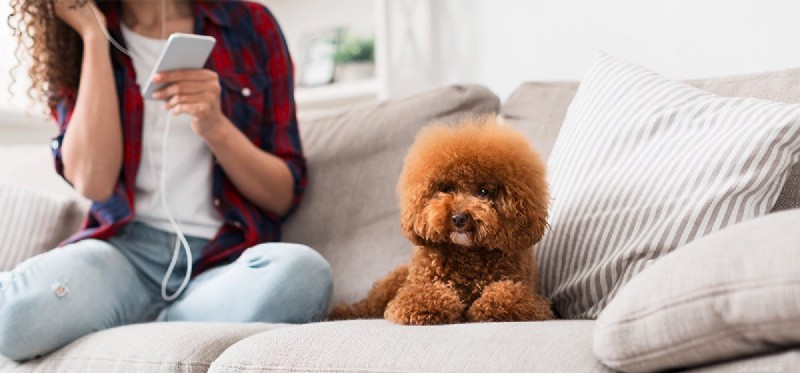 Os cães podem ouvir lasers?