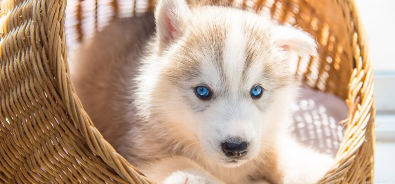 Les chiens peuvent-ils entendre les lasers ?